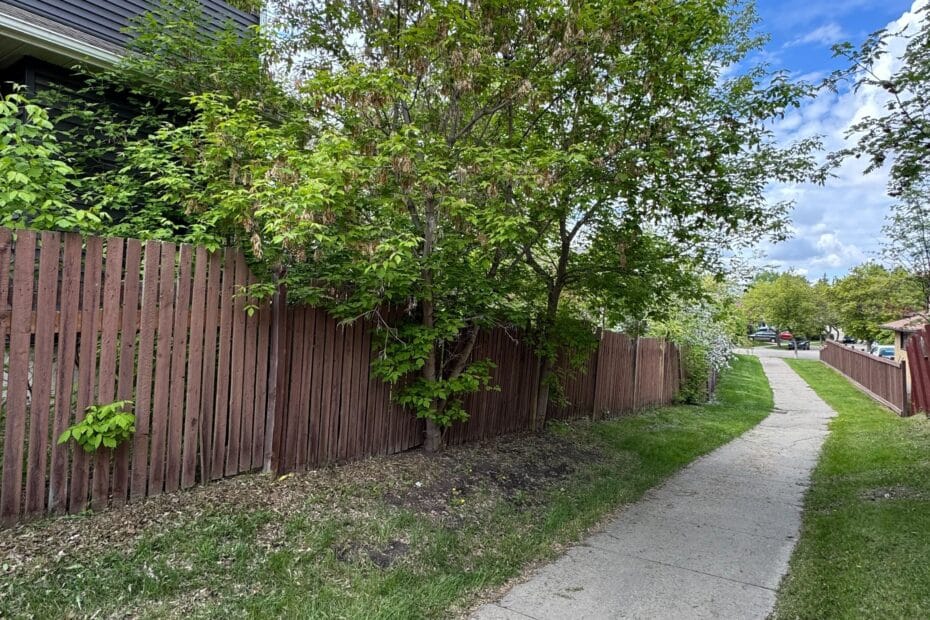 Vinyl fence vs wood fence comparison in Edmonton climate